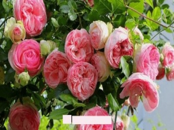 月季花愛長個開花多，養(yǎng)上2-3年就成“花墻”，值得擁有