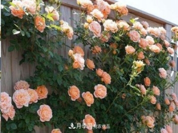 廣東種月季，首選這15種，一年花開(kāi)10個(gè)月！