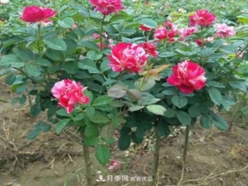 南陽(yáng)市臥龍區(qū):月季開(kāi)出增收致富花