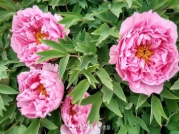 洛陽牡丹花種植中的一點小建議，有幫助必看