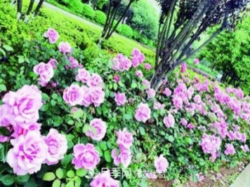 衡陽萬株月季盛放，美了衡州大道