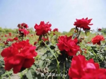 上海松江10萬平方米月季小鎮(zhèn)9月底完工，十一等你來打卡