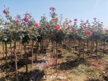 河北樹狀月季批發(fā)基地，品種月季產(chǎn)地直供價格表