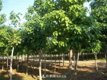 看木王楸樹的歷史，南陽楸樹苗木基地供應(yīng)