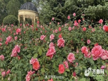 山東濟(jì)南網(wǎng)紅打卡地！帶您看姹紫嫣紅的月季花海
