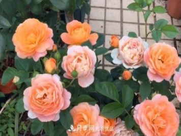 果汁陽臺(tái)月季好養(yǎng)嗎，一年開幾次花？