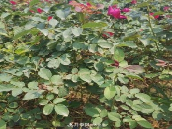 月季苗，月季花，品種齊全暢銷全國市花城市