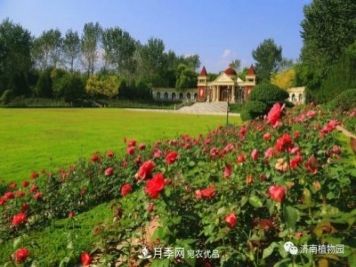 金秋花兒姹紫紅，山東濟(jì)南植物園萬株月季與您“約會(huì)”佳節(jié)