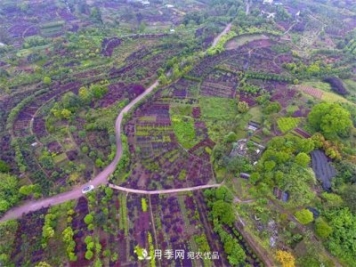 中國(guó)花木之鄉(xiāng)—重慶市北碚區(qū)靜觀鎮(zhèn)