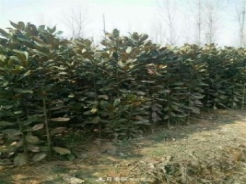 南陽南召玉蘭基地，廣玉蘭苗木繁育技術(shù)分享
