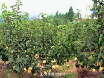 南陽(yáng)市臥龍區(qū)陸營(yíng)鎮(zhèn)桃樹(shù)苗種植合作社