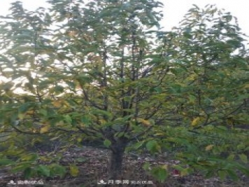 中國(guó)辛夷之鄉(xiāng)，南召辛夷花樹(shù)的介紹