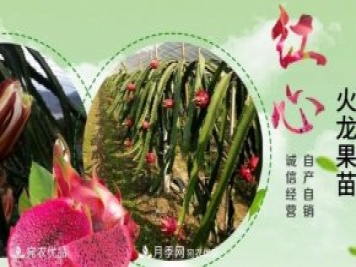 南陽(yáng)火龍果科學(xué)管理四要素