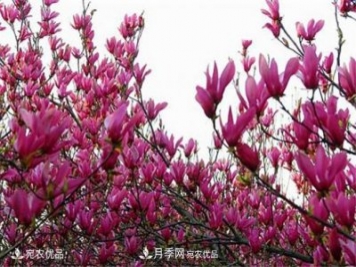 中國辛夷之鄉(xiāng)，帶你看看什么是南陽南召辛夷花