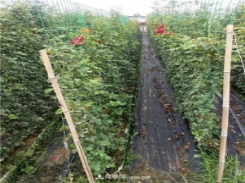 月季網(wǎng)片，藤本造型，月季花墻批發(fā)價格