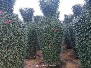月季花瓶，南陽(yáng)基地花瓶造型月季批發(fā)價(jià)格