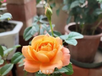 新手入坑月季，學(xué)好5個(gè)小妙招，果汁陽臺(tái)月季輕松開花滿盆