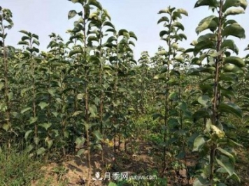 南陽(yáng)市內(nèi)鄉(xiāng)桃樹(shù)苗梨樹(shù)苗批發(fā)基地