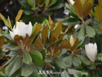 南召縣張德倉(cāng)，玉蘭苗木大王創(chuàng)業(yè)記