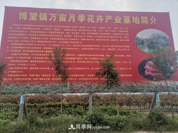 南陽(yáng)博望鎮(zhèn)月季種植企業(yè)推薦