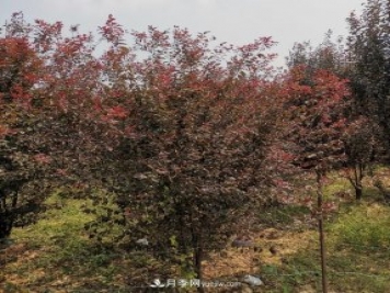 南陽紫葉李苗木基地，紫葉李都有哪些優(yōu)點(diǎn)和特點(diǎn)？