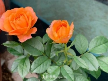 做為一個養(yǎng)花人，我和宿遷月季的不解之緣