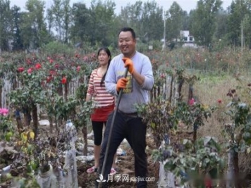 收來(lái)的月季老樁15塊錢(qián)一棵，枯死只能當(dāng)柴火，走進(jìn)南陽(yáng)內(nèi)鄉(xiāng)樹(shù)形月季園