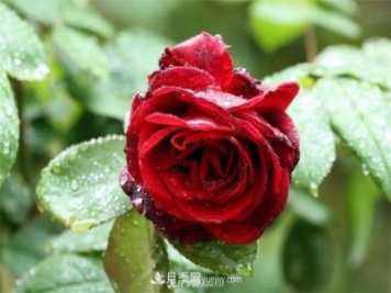陰雨天對(duì)月季還有好處？做好這幾點(diǎn)雨水也能當(dāng)肥料