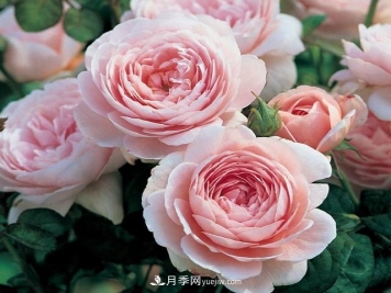 瑞典女王，這個(gè)月季王后用盆養(yǎng)殖注意5點(diǎn)，開(kāi)花壯觀又霸氣