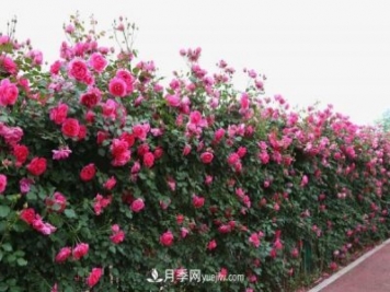 湖北武漢月季供應(yīng)批發(fā)基地的價格