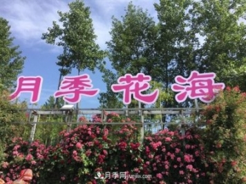 襄陽(yáng)張建：志做湖北月季花卉領(lǐng)軍人