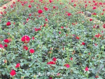 湖北宜昌:年輕夫妻創(chuàng)辦月季種植園，累并快樂(lè)著！