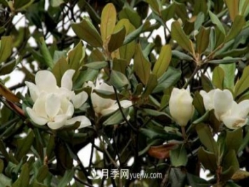 南召廣玉蘭樹種植方法，適合種植在家里嗎