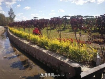 吉林長春波泥河“苗木之鄉(xiāng)”的“共享經(jīng)濟學(xué)”
