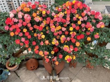 藤彩虹月季品種優(yōu)缺點(diǎn)是什么？