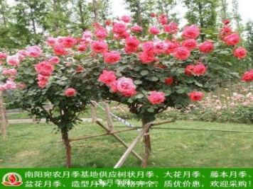 樹狀月季，藤本月季，大花月季，貨源充足價格合理