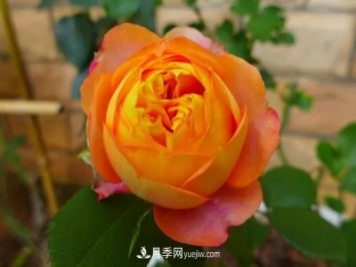 專(zhuān)屬12星座的月季花，你的星座是什么月季