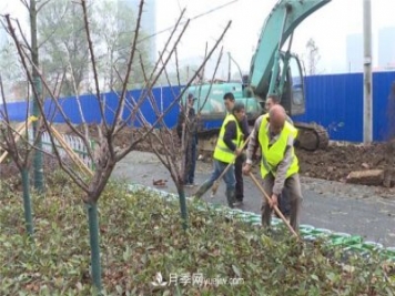 湖北應(yīng)城栽種花木1500余株 賞花來(lái)這里！
