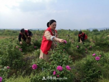 做美花木產(chǎn)業(yè) 浙江長興這個鄉(xiāng)村打造美麗經(jīng)濟