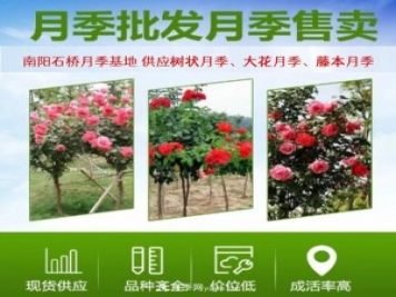大花月季批發(fā)，樹狀月季批發(fā)，中國月季之鄉(xiāng)價格就是香！