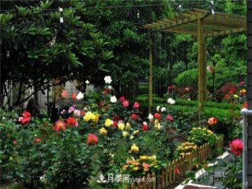 南通市花是什么？南通市花是月季