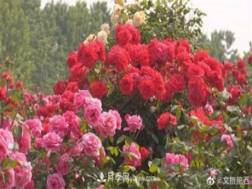 肥西縣三河鎮(zhèn)百畝樹狀月季園：花開正艷，產(chǎn)業(yè)增收