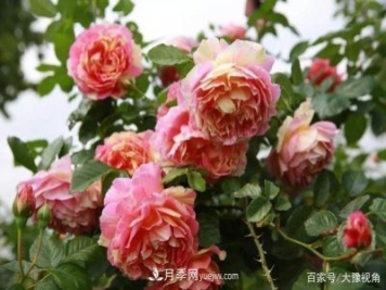 河南省各市市花，洛陽牡丹最出名，月季最受歡迎