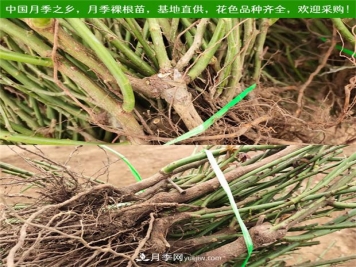 月季裸根苗什么時候栽種？教你把握最佳時機栽種