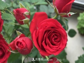 永遠(yuǎn)的莫斯科月季