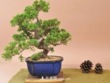 中國(guó)十大盆景排名，名貴盆景有哪些？