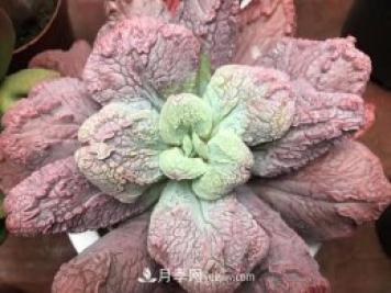 十大最丑多肉，你見過哪幾種？