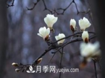 南召白玉蘭，廣玉蘭，紫玉蘭有什么區(qū)別，種植方法有哪些？
