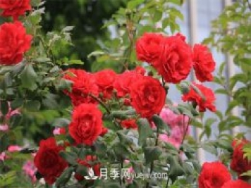 石家莊適合養(yǎng)月季花，市花和市樹(shù)是什么