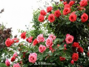 保定適合養(yǎng)月季，市花和市樹是什么